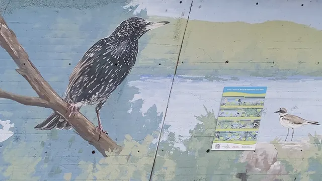 Pajaritos _0011_Capa 12