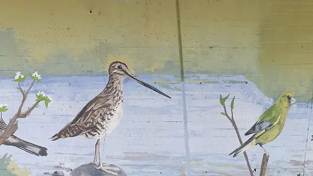 Pajaritos _0014_Capa 15