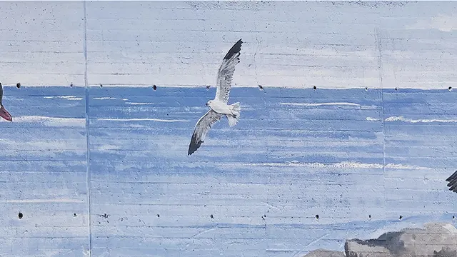 Pajaritos _0025_Capa 26